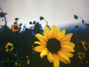 Meet your Posher, Sunsetmix_yt